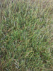 Artificial Turf Havana by LawnHub LawnHub